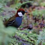 México recupera parte de su patrimonio cultural con la repatriación de 52 piezas arqueológicas