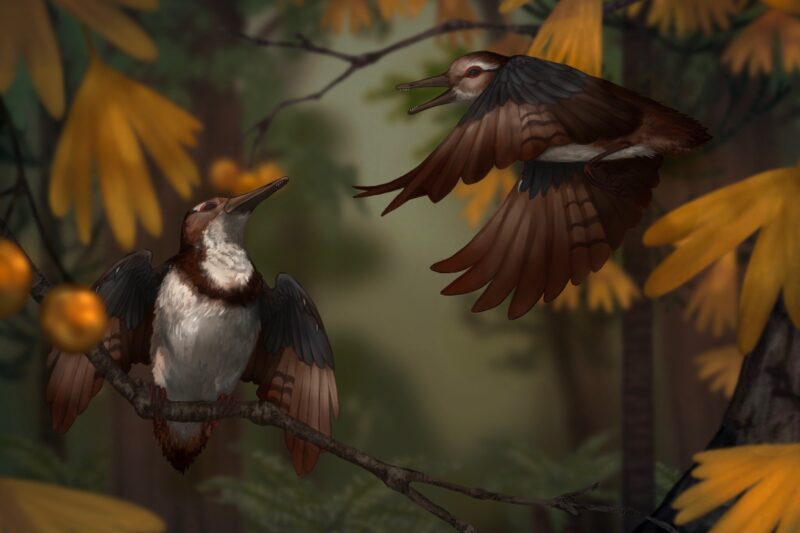 Chromeornis funkyi, una nueva especie de ave fósil que vivió hace 120 millones de años