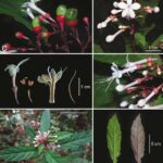 Leptobrachella rubromammata: un sapo de hojarasca del sur de Vietnam