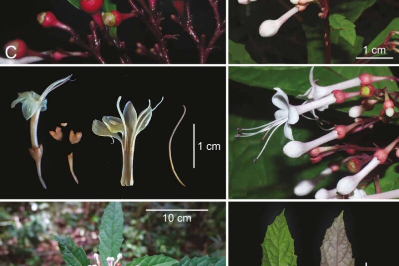 Clerodendrum kelli: una nueva planta de Filipinas