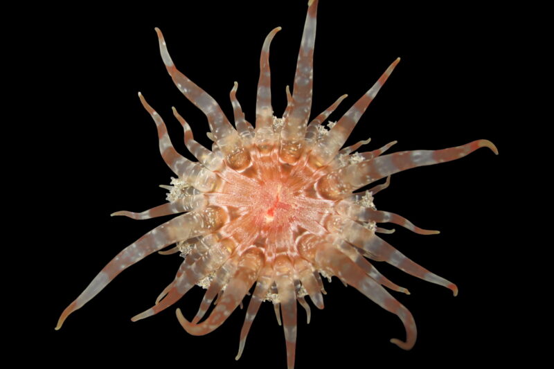 Endobactis simoesii: una nueva anémona marina de México