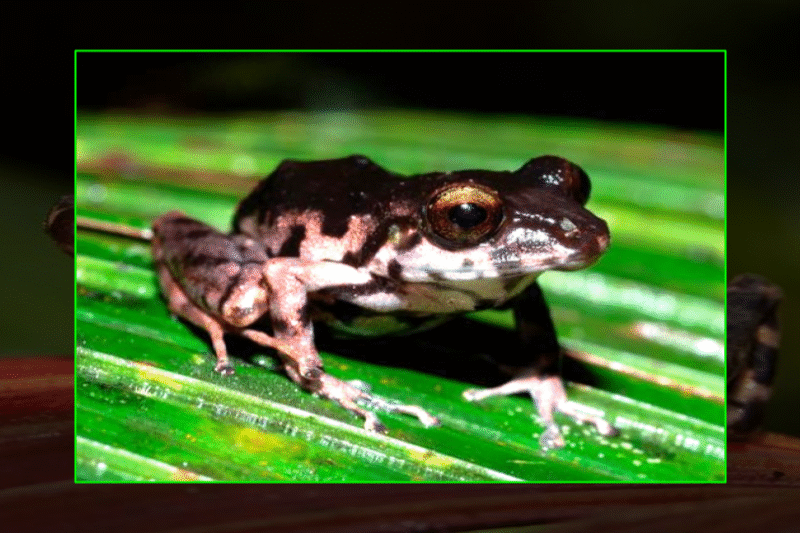 Descubrimiento de un nuevo subgénero y especie en el género “Pristimantis” de los Andes Orientales de Ecuador
