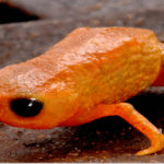 Brachycephalus “lulai”, el anfibio que honra al presidente brasileño Luiz Inácio Lula da Silva 