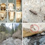 Leucolepidopa nubes: un nuevo cangrejo de arena de China