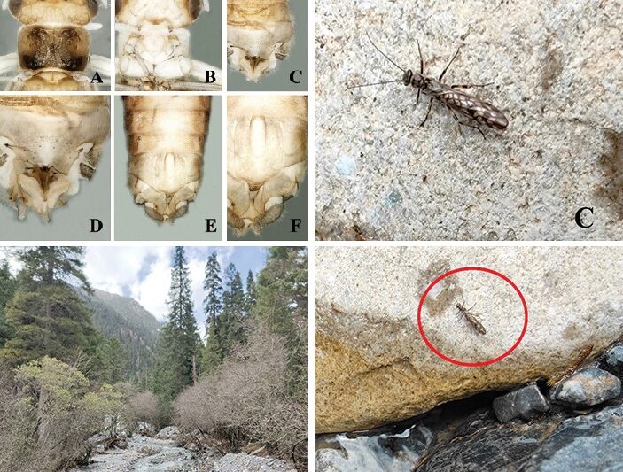 Illiesonemoura wanglanga: una nueva mosca de la piedra de Sichuan