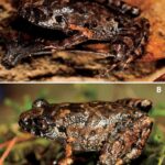 Illiesonemoura wanglanga: una nueva mosca de la piedra de Sichuan