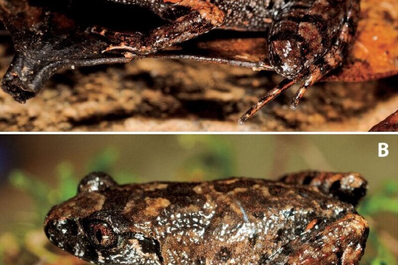 Leptobrachella rubromammata: un sapo de hojarasca del sur de Vietnam