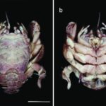 Illiesonemoura wanglanga: una nueva mosca de la piedra de Sichuan