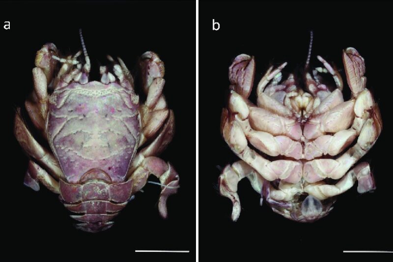 Leucolepidopa nubes: un nuevo cangrejo de arena de China
