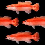 Clerodendrum kelli: una nueva planta de Filipinas