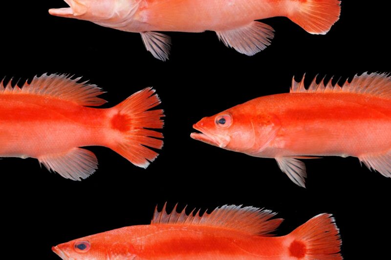 Liopropoma terecaudum: un nuevo basslet del norte de Taiwán