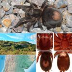 Yuennanina sirindhornae: un milpiés de Tailandia