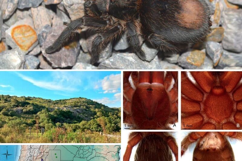Plesiopelma arevaloae: una nueva tarántula de Uruguay