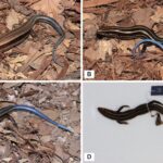 Leucolepidopa nubes: un nuevo cangrejo de arena de China