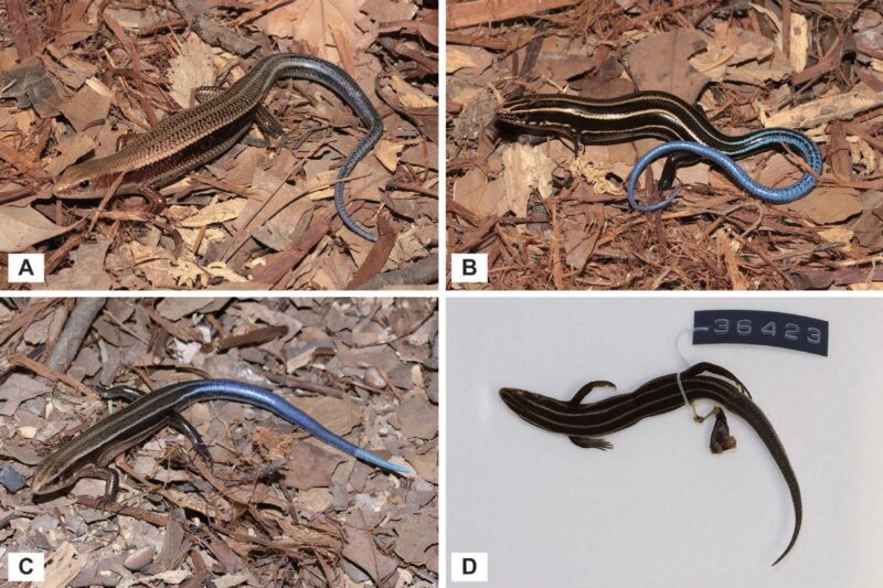 Plestiodon kumesilvae