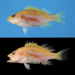 Endobactis simoesii: una nueva anémona marina de México