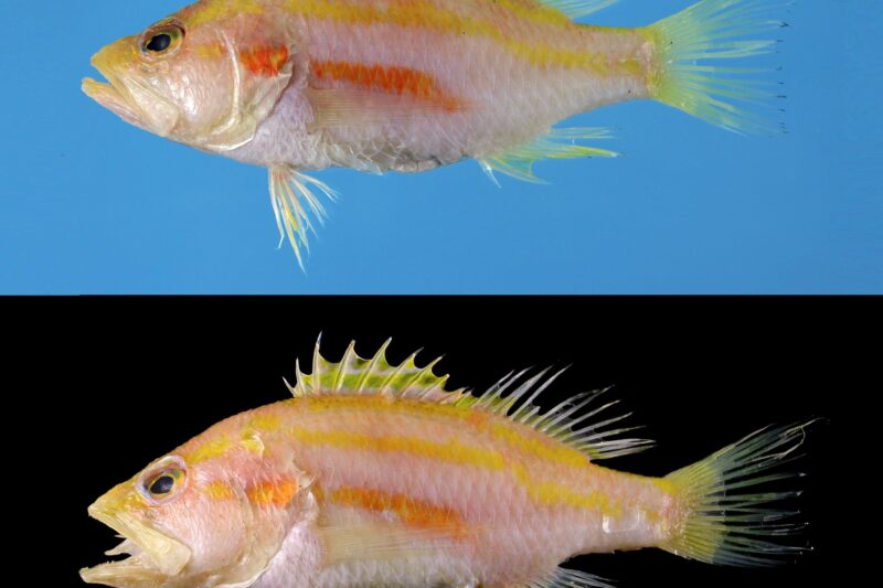 Sayonara flavolineata: un perchlet de aguas profundas de Vietnam