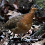 Descubren el origen de los gatos en Europa ¡no son tan antiguos como creíamos!