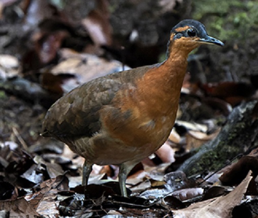 Tinamus resonans, una increíble y fascinante nueva especie de ave descubierta en Brasil