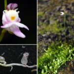 Descubren antiguo templo de la mítica civilización Tiwanaku, precursora del imperio Inca, en Bolivia