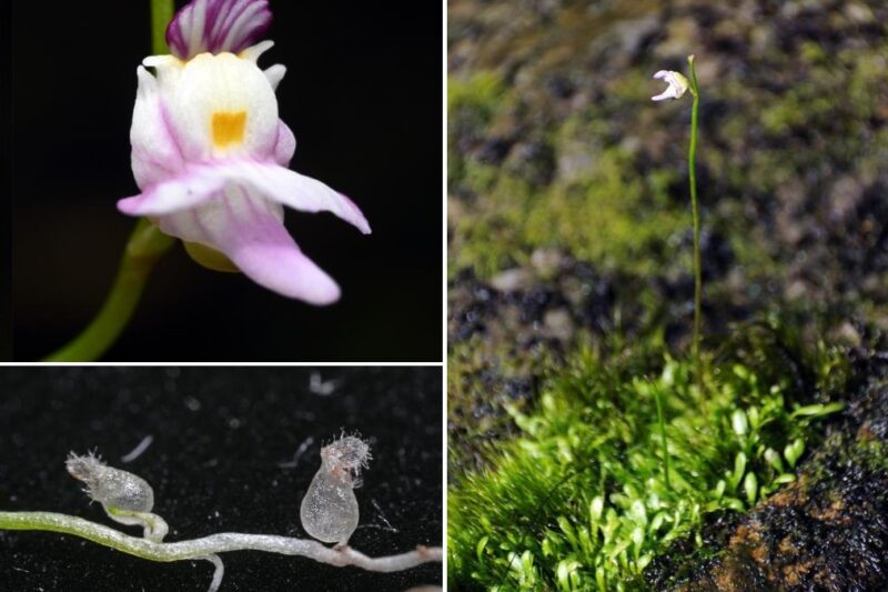 Utricularia damingshanensis: una nueva planta carnívora de China
