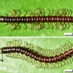 Endobactis simoesii: una nueva anémona marina de México