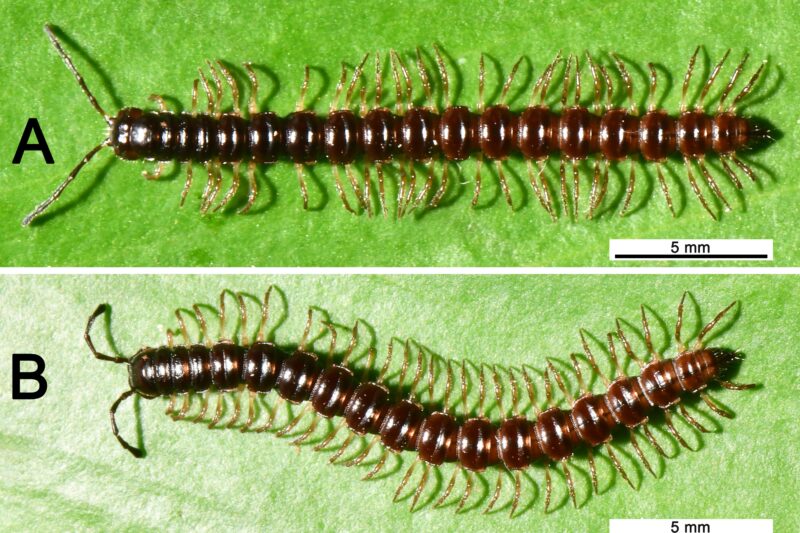 Yuennanina sirindhornae: un milpiés de Tailandia