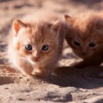 Tinamus resonans, una increíble y fascinante nueva especie de ave descubierta en Brasil