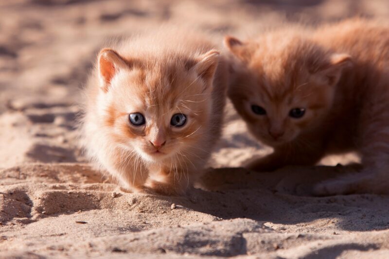 Descubren el origen de los gatos en Europa ¡no son tan antiguos como creíamos!