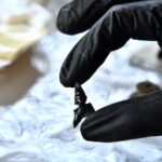 Descubren el origen de los gatos en Europa ¡no son tan antiguos como creíamos!