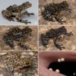 Trimeresurus lii. La víbora verde Huaxi (Sichuan)