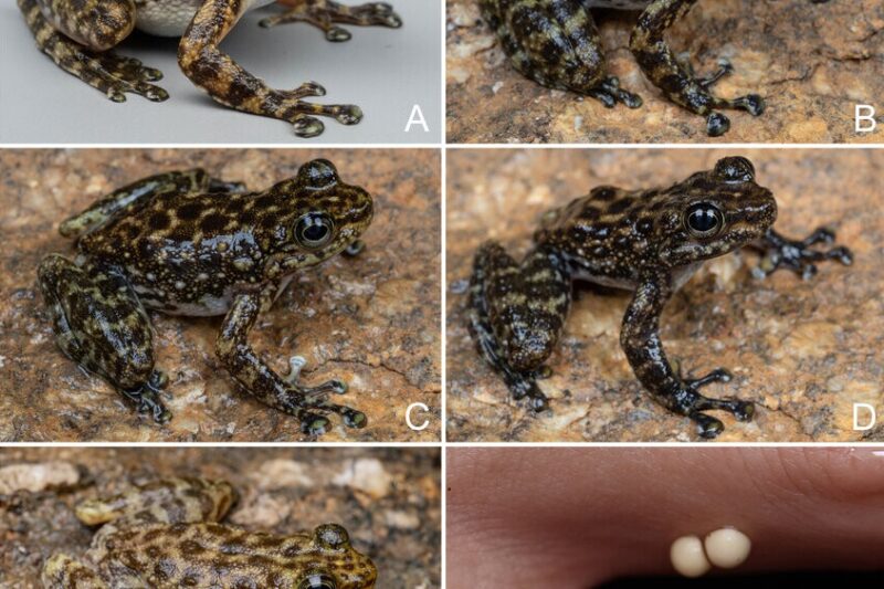 Feihyla wenshanensis. La rana arborícola de Wenshan (Yunnan)