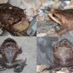 Scutiger ching. El sapo perezoso elfo de Gaoligong