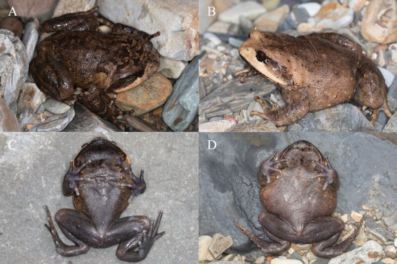 Brachytarsophrys wui. El sapo de patas cortas de Wu (Guizhou)