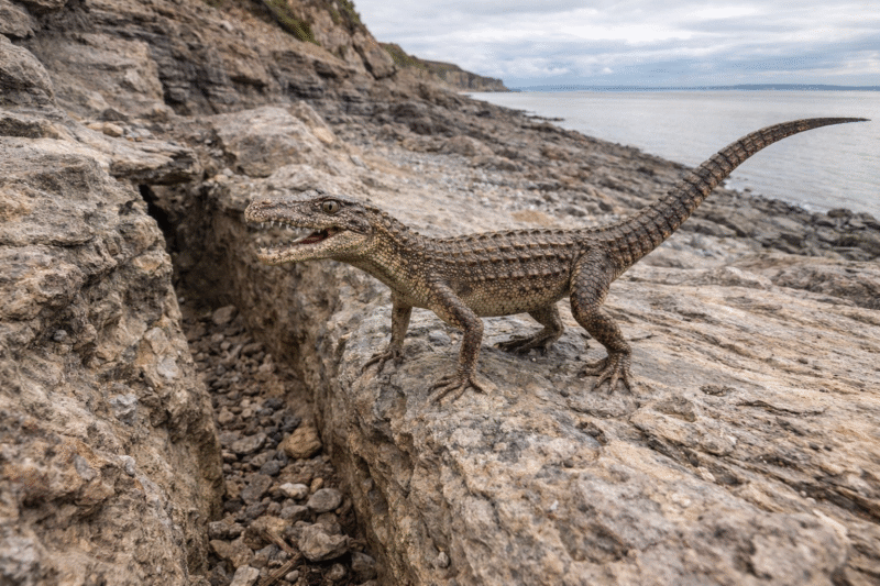 Un pequeño “corredor” del Triásico que reescribe la historia de los cocodrilos