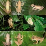 Descubren cinco nuevas especies de reptiles