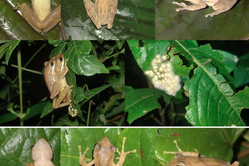 Feihyla zhaotongensis. La rana arborícola de Zhaotong (Yunnan)