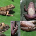 Trimeresurus lii. La víbora verde Huaxi (Sichuan)