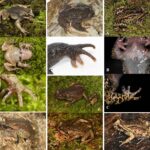 Boulenophrys youran. El sapo cornudo sereno de Nanshan (Hunan)