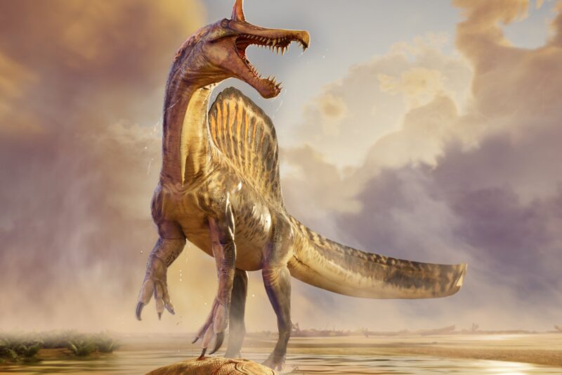 Spinosaurus mirabilis, el gigante crestado que reinó en los ríos del Sahara