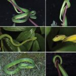 Leptobrachella xinshaoensis. El sapo de la hojarasca de Xinshao (Hunan)