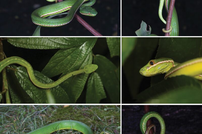 Trimeresurus lii. La víbora verde Huaxi (Sichuan)