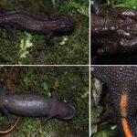 Leptobrachella xinshaoensis. El sapo de la hojarasca de Xinshao (Hunan)