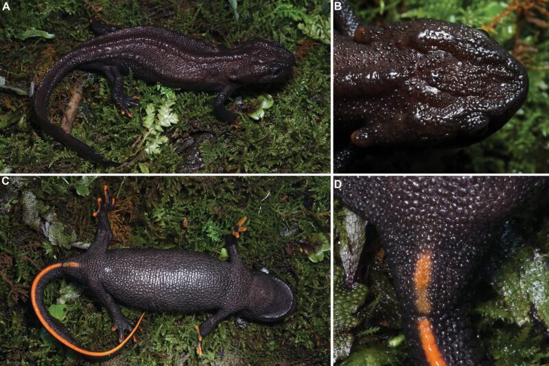 Tylototriton wufengensis. El tritón verrugoso de Wufeng (Hubei)