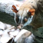 El corazón oculto de la galaxia: la sorprendente teoría que desafía “al agujero negro de Sagitario A” en la Vía Láctea