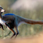 La vida en la penumbra: plantas que evolucionaron para vivir sin el Sol