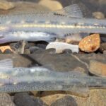 Zhangius (nuevo género)