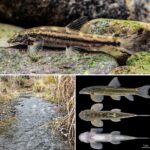 Scaphosepalum lesterlapoi