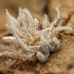 El guardián que no llegó a crecer: la historia de un tiburón martillo en el Pacífico colombiano