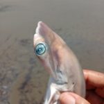 Cuando la Tierra aún temblaba: crónicas de los gigantes que caminaron junto a nosotros